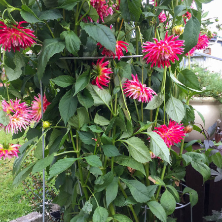 -hh7_with_dahlias_