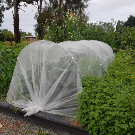 combi_cloche_in_vege_garden_870251895