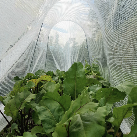 inside_cloche_hoop