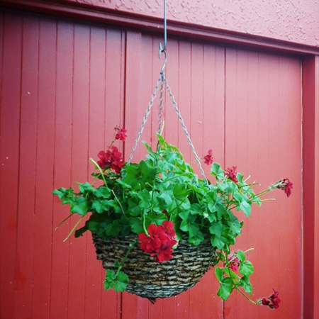 skyhook_with_red_geranium_44938751